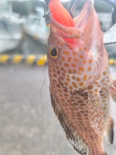 オオモンハタの釣果