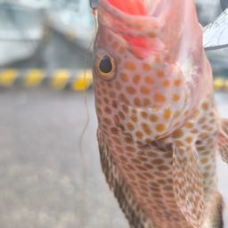 オオモンハタ