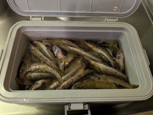 ハゼの釣果