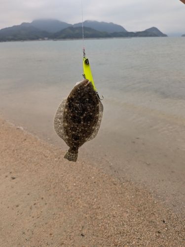 ソゲの釣果