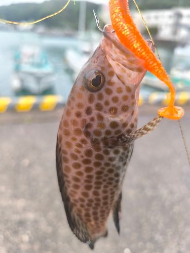 オオモンハタの釣果
