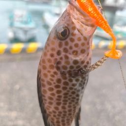 オオモンハタ