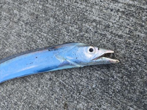 タチウオの釣果