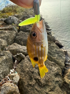 ヤマトビーの釣果