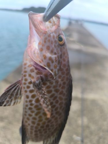 オオモンハタの釣果