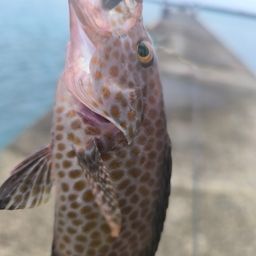 オオモンハタ