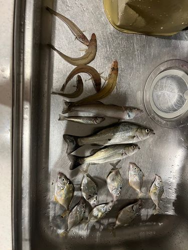 今津湾