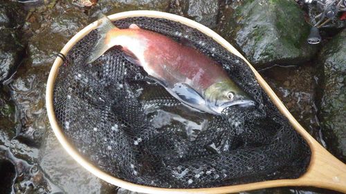 ヒメマスの釣果