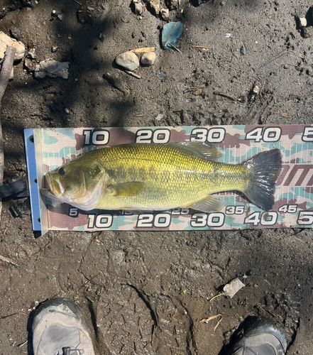 ラージマウスバスの釣果