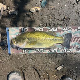 ラージマウスバス