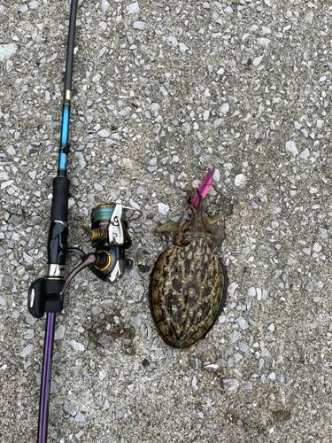 コウイカの釣果