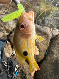 ヤマトビーの釣果