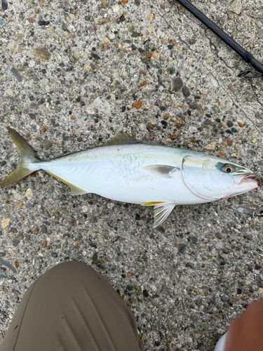 ハマチの釣果