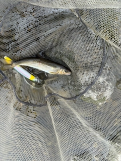 アユの釣果