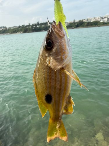 ヤマトビーの釣果
