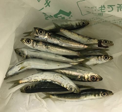 ウルメイワシの釣果