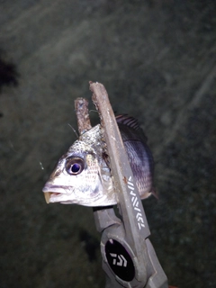 キビレの釣果