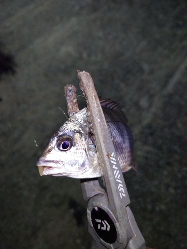 キビレの釣果