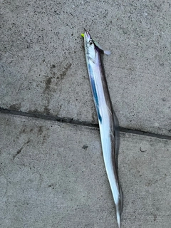タチウオの釣果