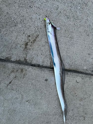 タチウオの釣果