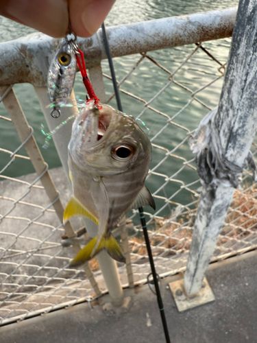 メッキの釣果