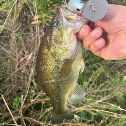 ラージマウスバス