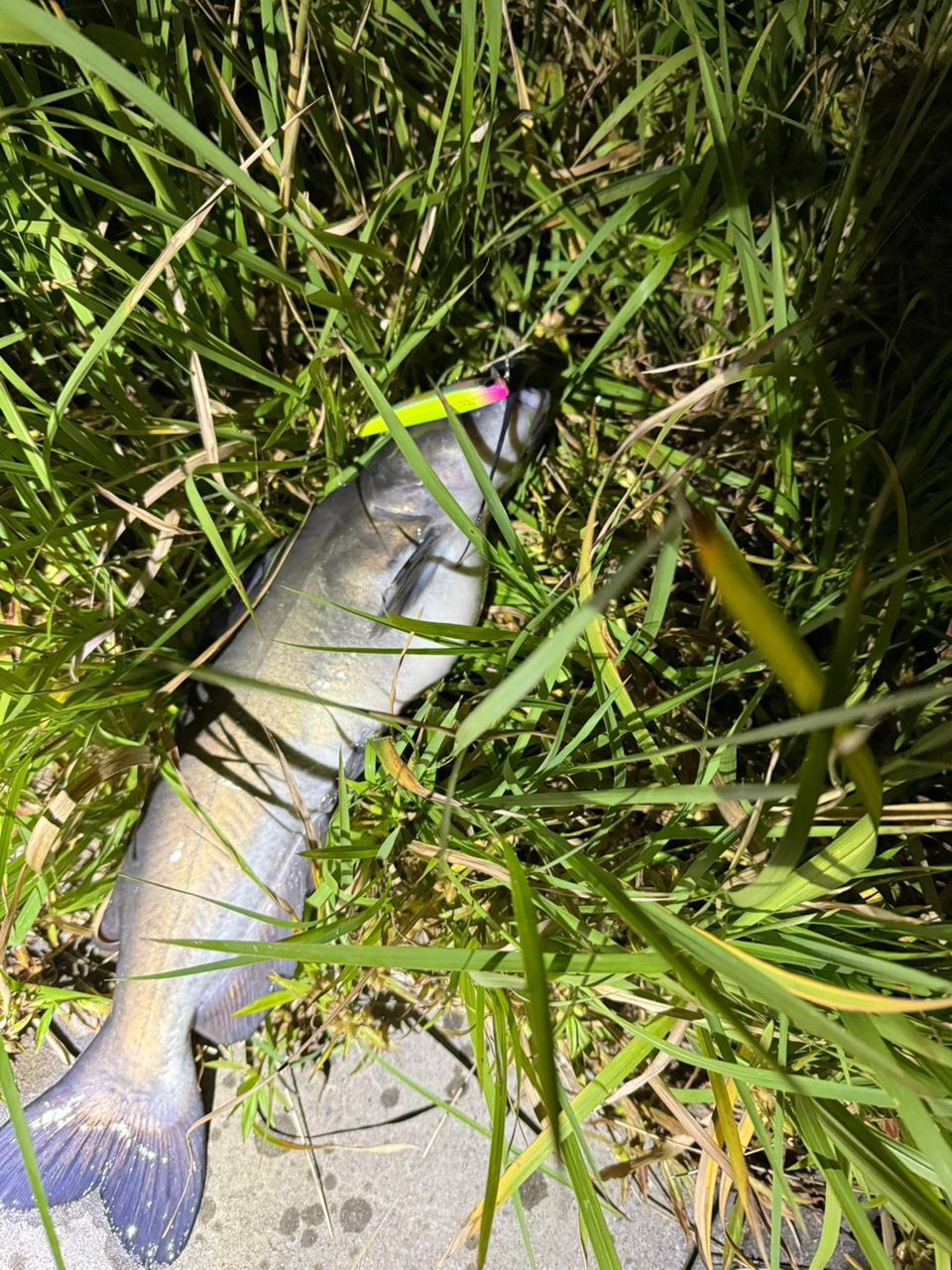 ナマズ