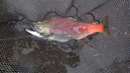 ヒメマスの釣果