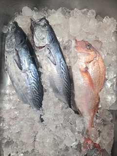スマの釣果