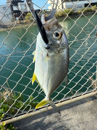 メッキの釣果
