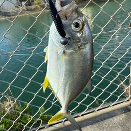 メッキ