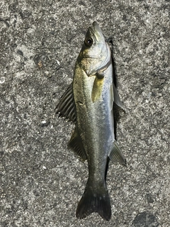 セイゴ（ヒラスズキ）の釣果