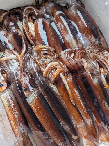 スルメイカの釣果