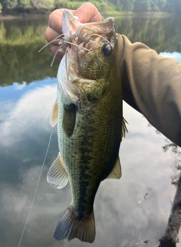 ラージマウスバスの釣果