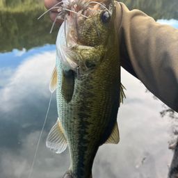 ラージマウスバス