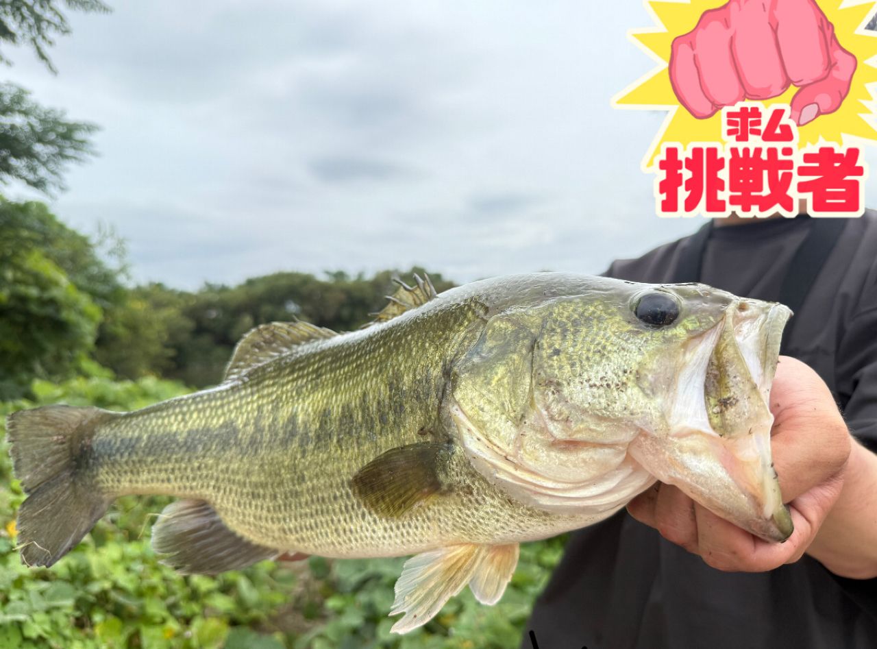 ブラックバス