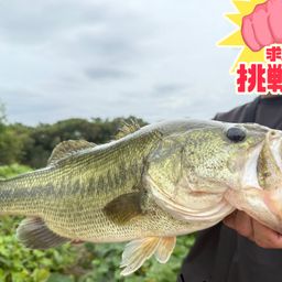 ブラックバス
