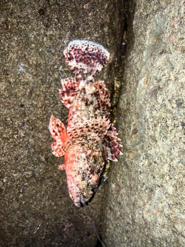 オニカサゴの釣果