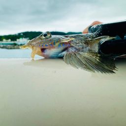 ウツボ