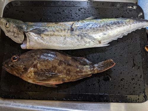 アラカブの釣果