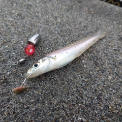 シロギスの釣果