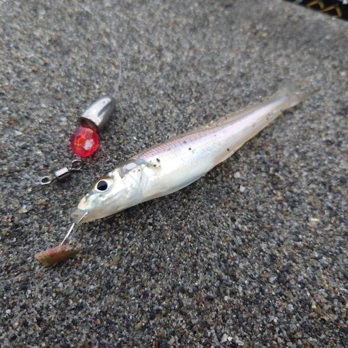 シロギスの釣果