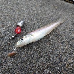シロギス