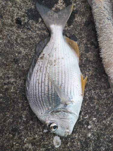 ヘダイの釣果