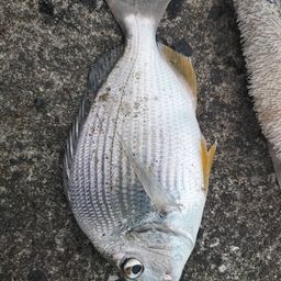 ヘダイ