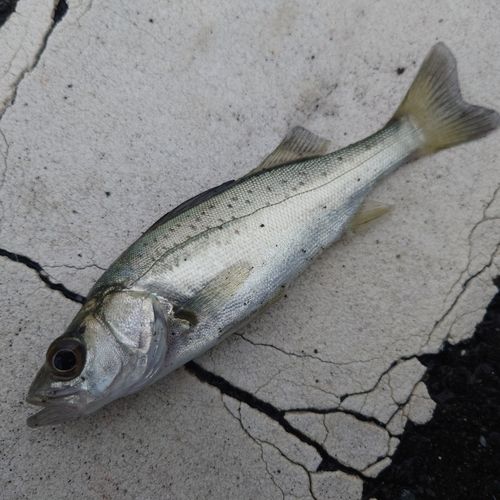 セイゴ（タイリクスズキ）の釣果