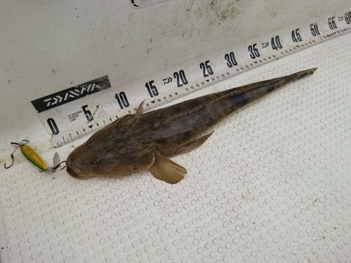 マゴチの釣果
