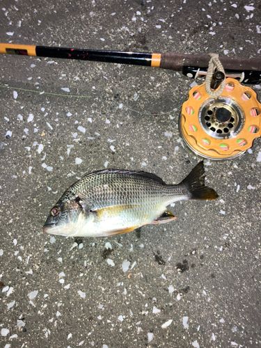 キビレの釣果