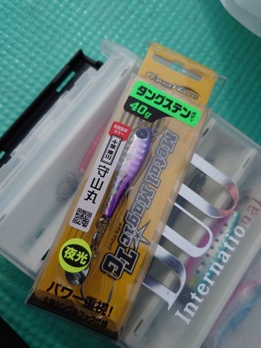 サゴシの釣果