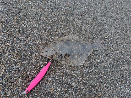 ヒラメの釣果